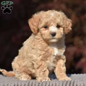 Boxer, Bich-Poo Puppy